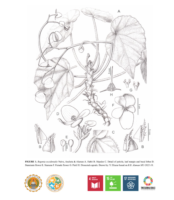 Misamis University Researchers Contribute to Discovery of New Begonia Species in Mindanao